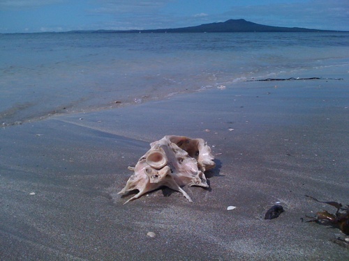 Rangitoto - 27 Sep 2009