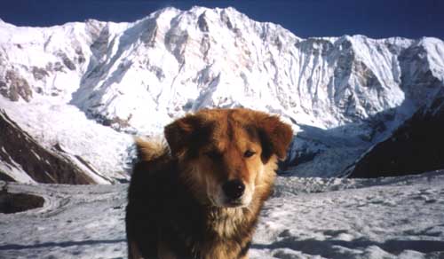 Mountain dog